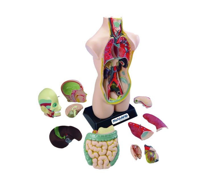 set anatomia torso 11piezas 50cm miniland 99020