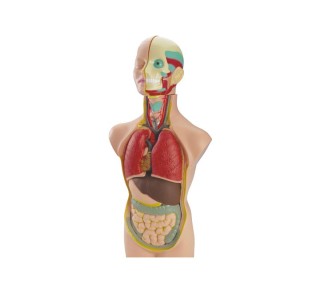 set anatomia torso 11piezas 50cm miniland 99020